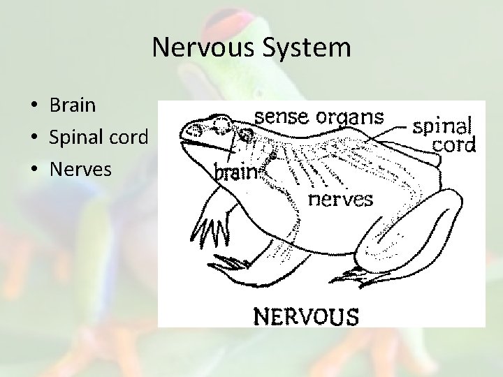 Nervous System • Brain • Spinal cord • Nerves 