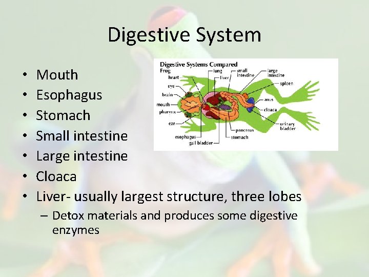 Digestive System • • Mouth Esophagus Stomach Small intestine Large intestine Cloaca Liver- usually