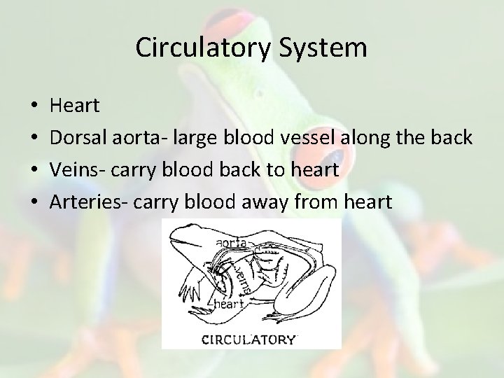 Circulatory System • • Heart Dorsal aorta- large blood vessel along the back Veins-