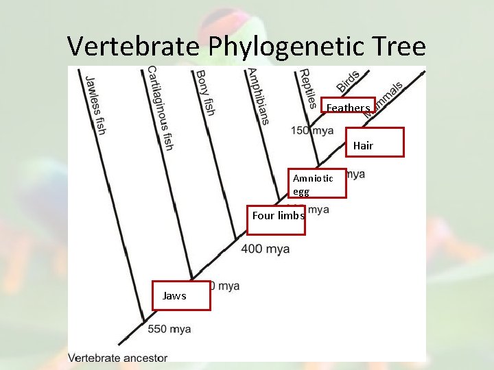 Vertebrate Phylogenetic Tree Feathers Hair Amniotic egg Four limbs Jaws 