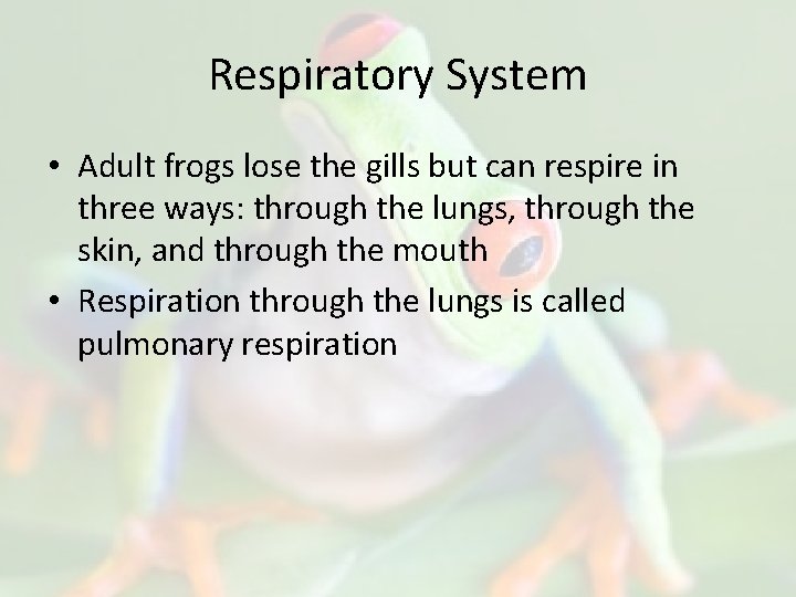 Respiratory System • Adult frogs lose the gills but can respire in three ways: