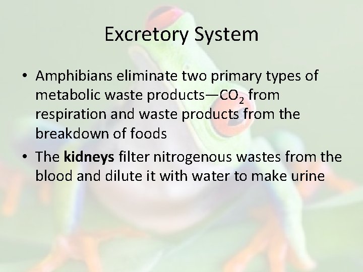 Excretory System • Amphibians eliminate two primary types of metabolic waste products—CO 2 from
