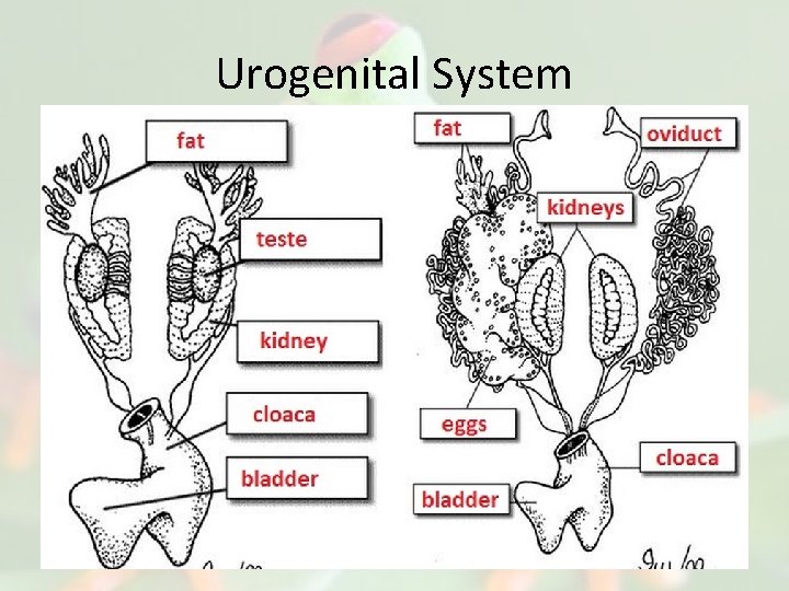 Urogenital System 