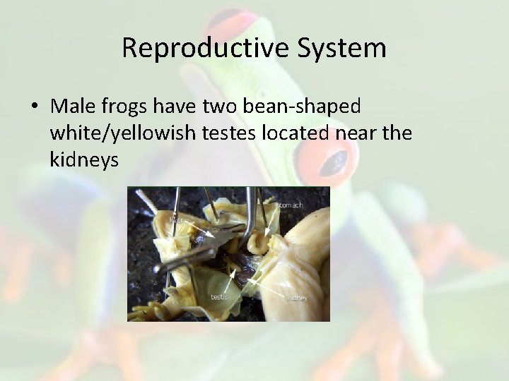Reproductive System • Male frogs have two bean-shaped white/yellowish testes located near the kidneys