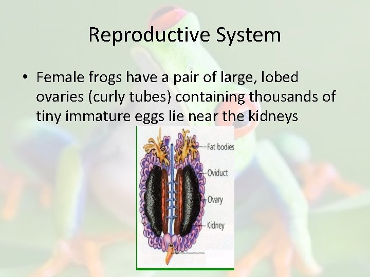 Reproductive System • Female frogs have a pair of large, lobed ovaries (curly tubes)