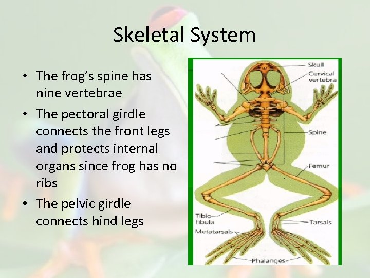 Skeletal System • The frog’s spine has nine vertebrae • The pectoral girdle connects