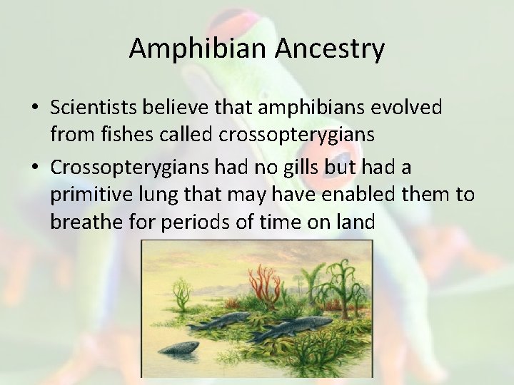 Amphibian Ancestry • Scientists believe that amphibians evolved from fishes called crossopterygians • Crossopterygians