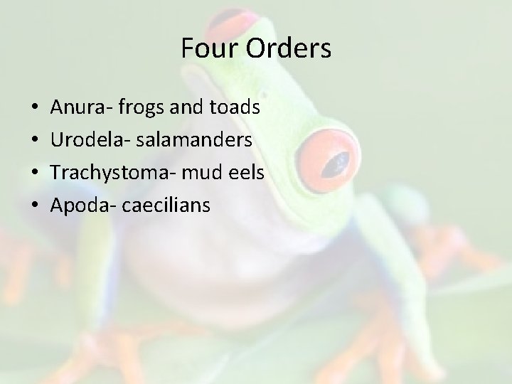 Four Orders • • Anura- frogs and toads Urodela- salamanders Trachystoma- mud eels Apoda-
