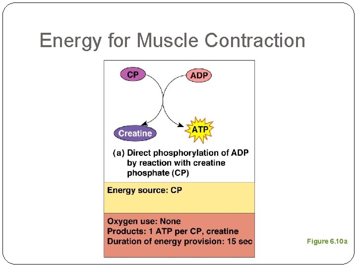 Energy for Muscle Contraction Figure 6. 10 a 