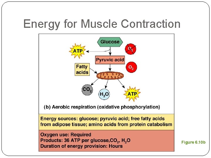 Energy for Muscle Contraction Figure 6. 10 b 