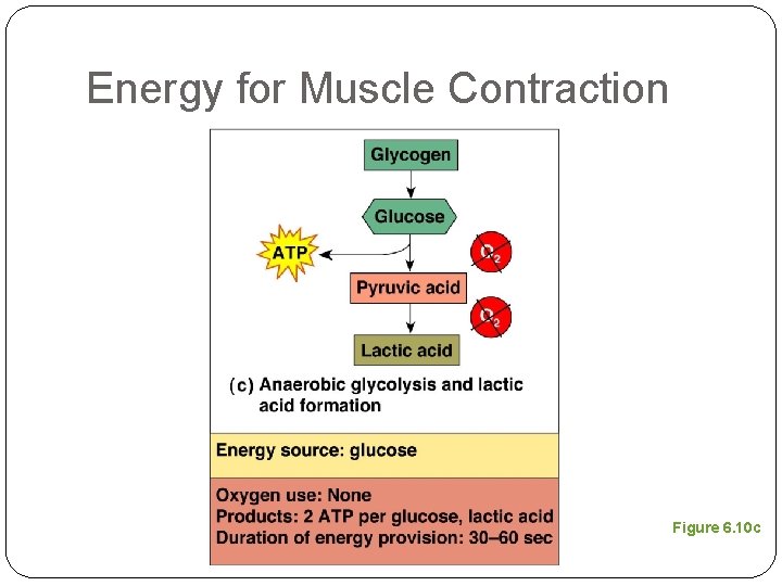 Energy for Muscle Contraction Figure 6. 10 c 