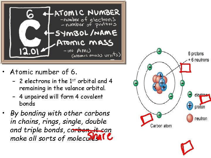 Carbon • Atomic number of 6. – 2 electrons in the 1 st orbital