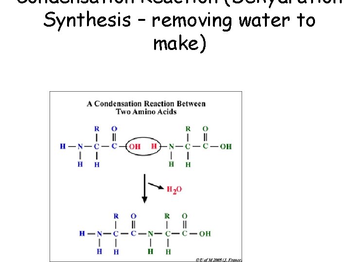 Condensation Reaction (Dehydration Synthesis – removing water to make) 