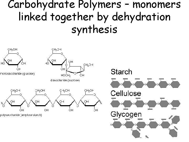 Carbohydrate Polymers – monomers linked together by dehydration synthesis 