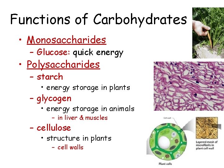 Functions of Carbohydrates • Monosaccharides – Glucose: quick energy • Polysaccharides – starch •
