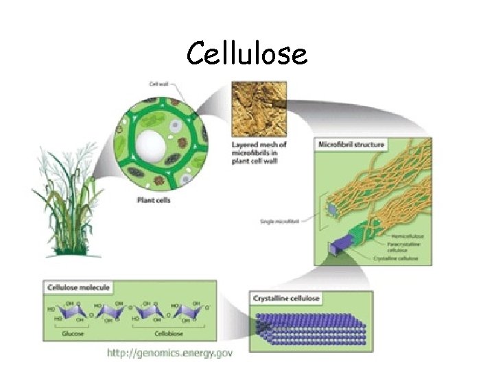 Cellulose 