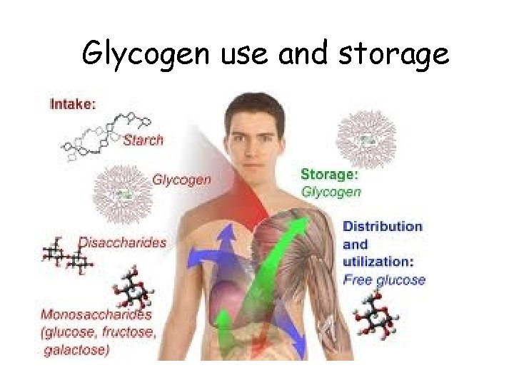 Glycogen use and storage 