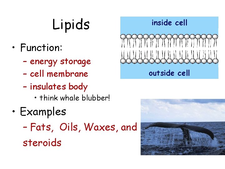 Lipids inside cell • Function: – energy storage – cell membrane – insulates body