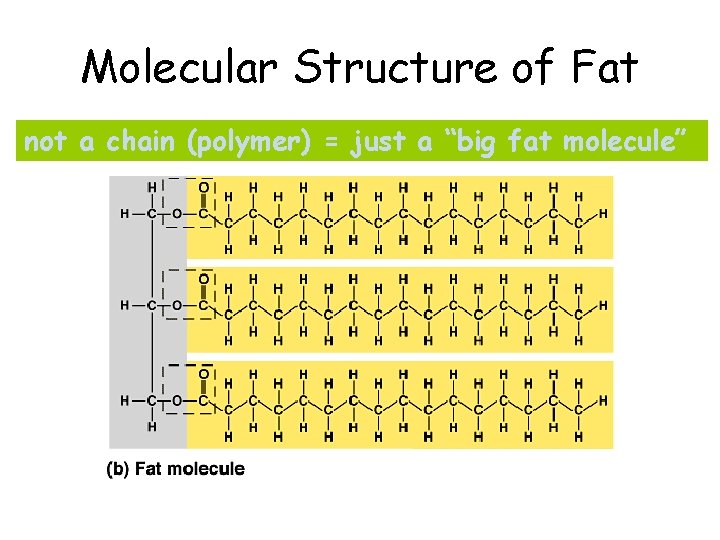 Molecular Structure of Fat not a chain (polymer) = just a “big fat molecule”