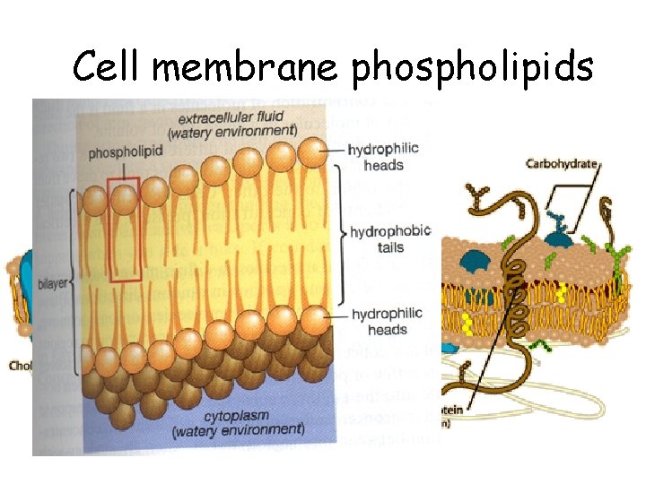 Cell membrane phospholipids 