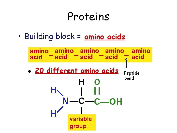 Proteins • Building block = amino acids amino amino acid – acid u 20