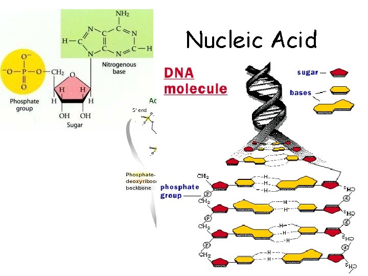 Nucleic Acid 