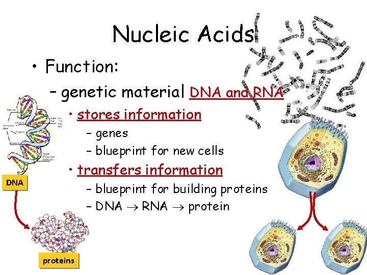 Nucleic Acids • Function: – genetic material DNA and RNA • stores information –