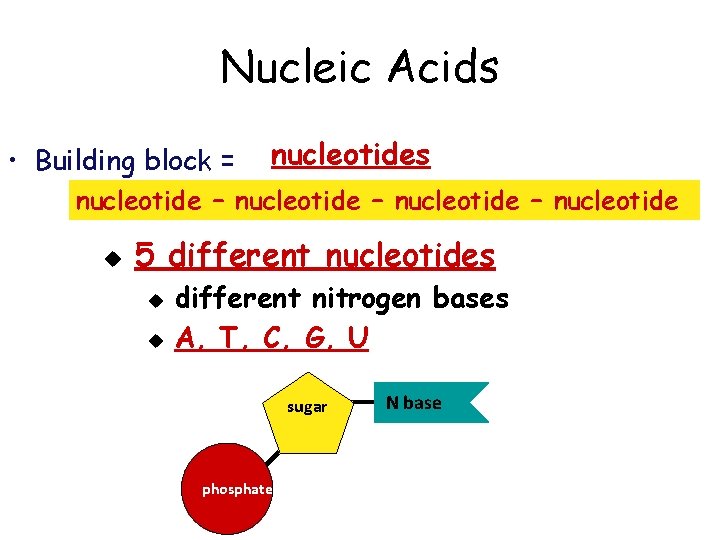 Nucleic Acids • Building block = nucleotides nucleotide – nucleotide u 5 different nucleotides