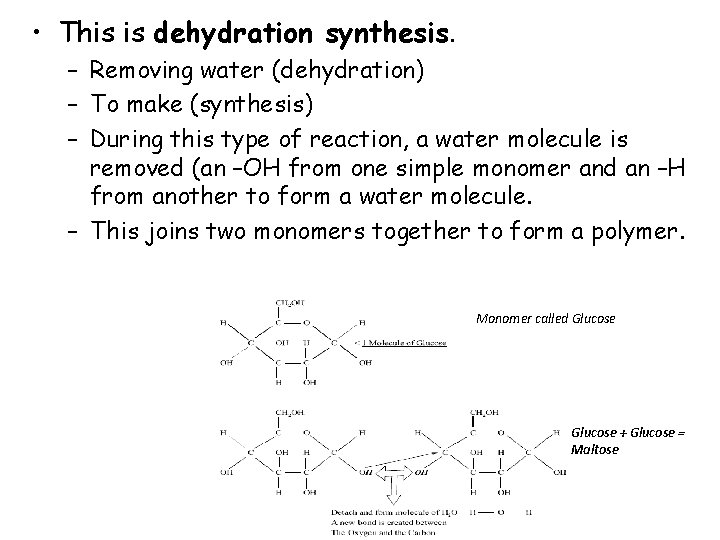  • This is dehydration synthesis. – Removing water (dehydration) – To make (synthesis)
