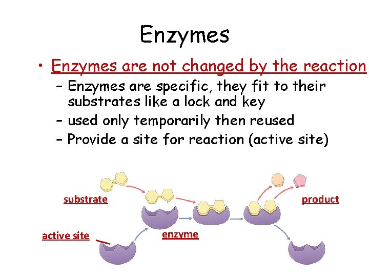 Enzymes • Enzymes are not changed by the reaction – Enzymes are specific, they