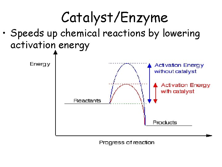 Catalyst/Enzyme • Speeds up chemical reactions by lowering activation energy 