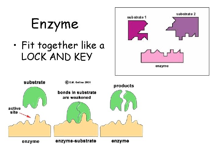 Enzyme • Fit together like a LOCK AND KEY 