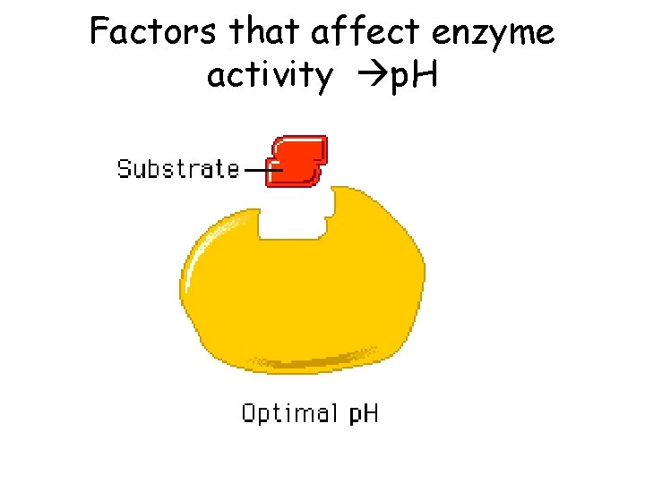 Factors that affect enzyme activity p. H 