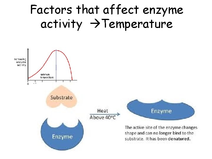 Factors that affect enzyme activity Temperature 