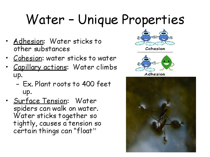 Water – Unique Properties • Adhesion: Water sticks to other substances • Cohesion: water