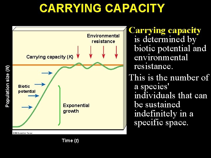 CARRYING CAPACITY Environmental resistance Population size (N) Carrying capacity (K) Biotic potential Exponential growth