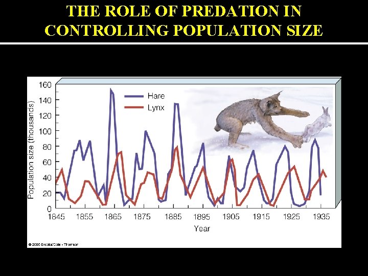 THE ROLE OF PREDATION IN CONTROLLING POPULATION SIZE 