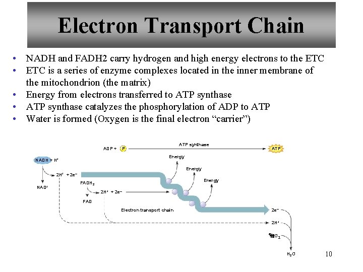 Electron Transport Chain • NADH and FADH 2 carry hydrogen and high energy electrons