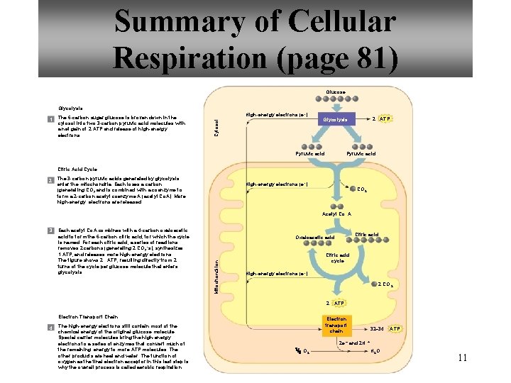 Summary of Cellular Respiration (page 81) Glucose Glycolysis The 6 -carbon sugar glucose is