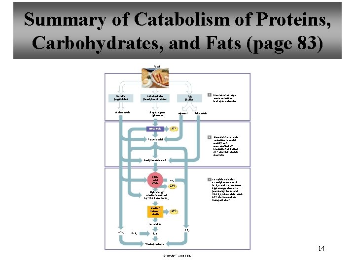 Summary of Catabolism of Proteins, Carbohydrates, and Fats (page 83) Food Proteins (egg white)