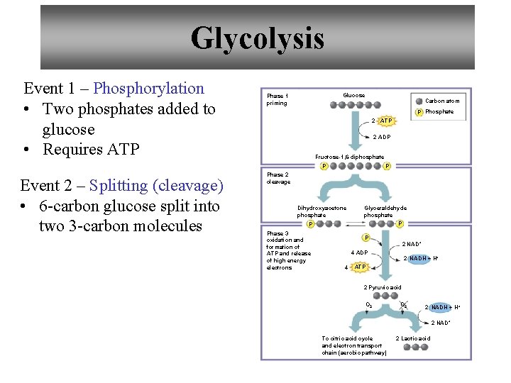 Glycolysis Event 1 – Phosphorylation • Two phosphates added to glucose • Requires ATP