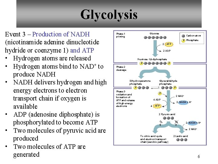 Glycolysis Event 3 – Production of NADH (nicotinamide adenine dinucleotide hydride or coenzyme 1)