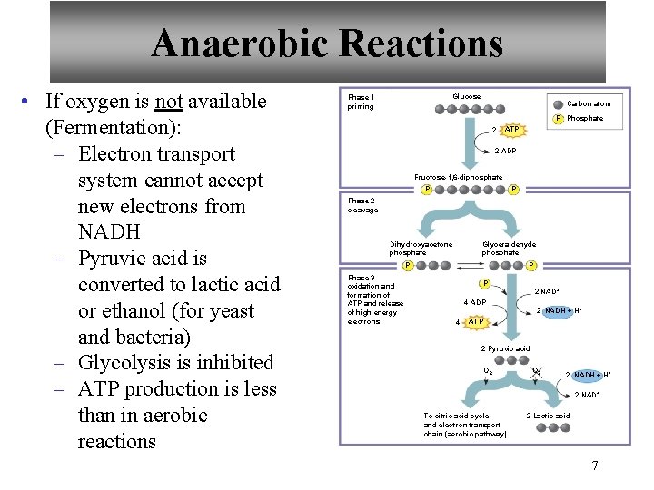 Anaerobic Reactions • If oxygen is not available (Fermentation): – Electron transport system cannot