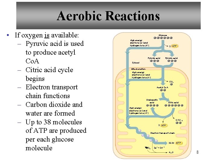 Aerobic Reactions • If oxygen is available: – Pyruvic acid is used to produce