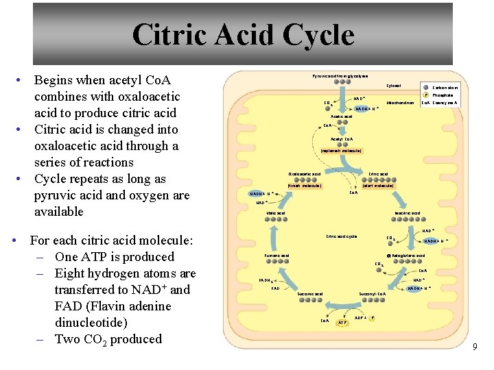 Citric Acid Cycle • Begins when acetyl Co. A combines with oxaloacetic acid to