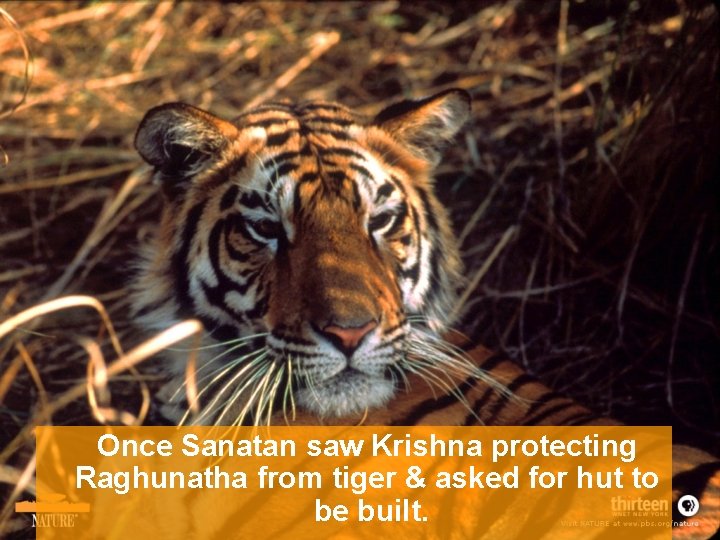 Once Sanatan saw Krishna protecting Raghunatha from tiger & asked for hut to be