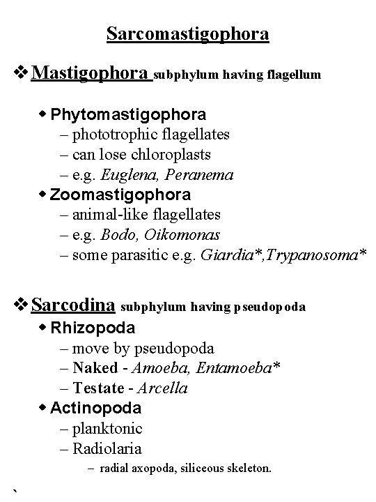Sarcomastigophora v Mastigophora subphylum having flagellum w Phytomastigophora – phototrophic flagellates – can lose