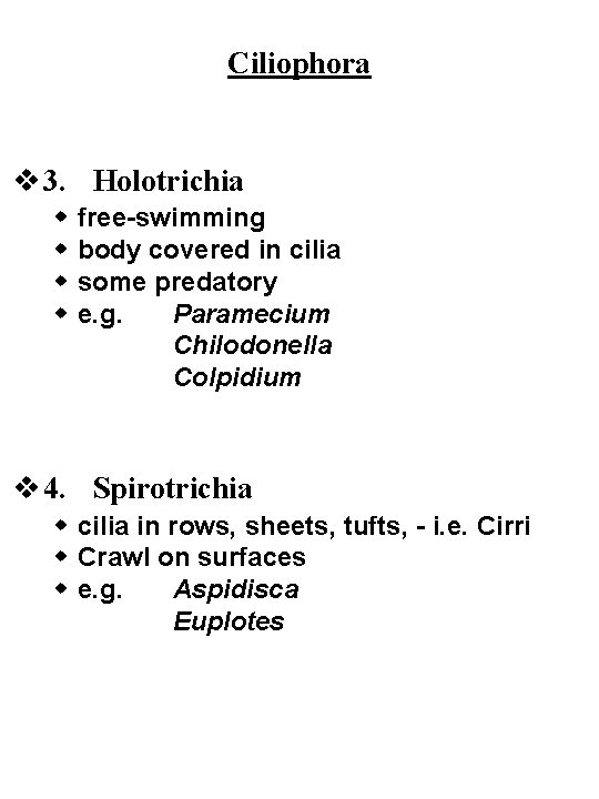 Ciliophora v 3. Holotrichia w w free-swimming body covered in cilia some predatory e.