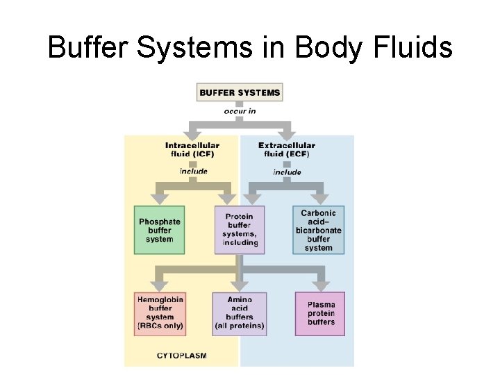 Buffer Systems in Body Fluids Figure 27– 7 