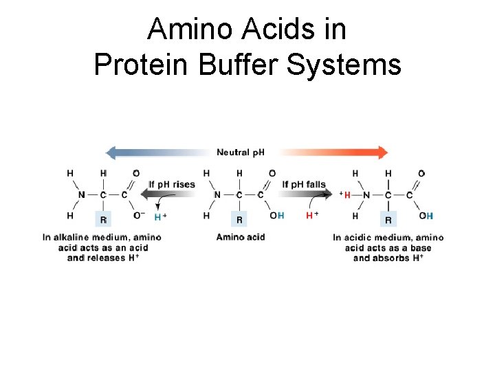 Amino Acids in Protein Buffer Systems Figure 27– 8 